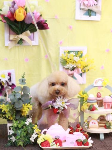 20230308こむぎちゃん